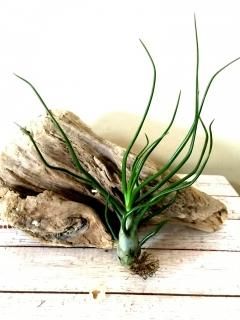 壺型チランジア3点セット　速達 壺型種 | Frontier Plants フロンティアプランツ