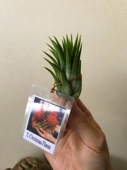 Tillandsia ‘Christmas Flame’(クリスマスフレーム)