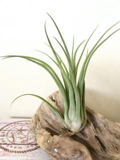 壺型チランジア3点セット 速達 壺型チランジア3点セット 速達