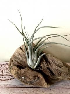 壺系チランジア　3点セット　B チランジア ／ 入門3点セット Bタイプ (Tillandsia B-type