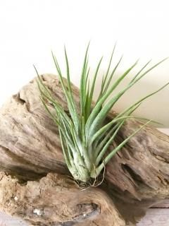 壺型種 - Frontier Plants ONLINE STORE フロンティアプランツ