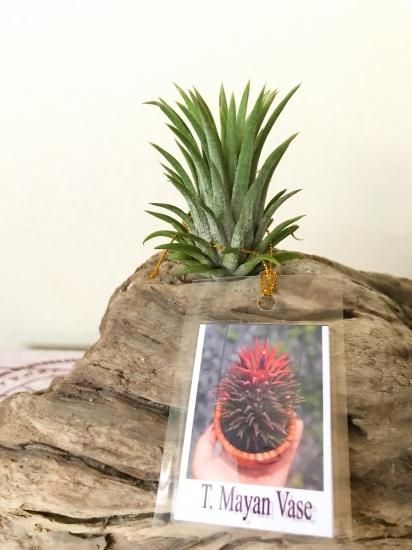 現品】チランジア・マヤンベース T. Mayan Vase - Frontier Plants