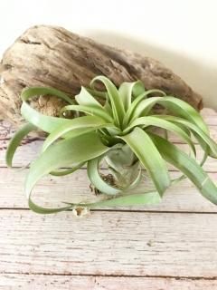 壺型チランジア3点セット　速達 壺型種 - Frontier Plants ONLINE STORE フロンティアプランツ