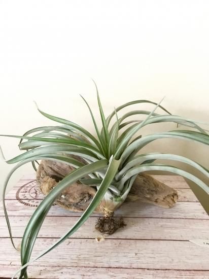 現品】チランジア・パーフェクトリーピーチー T. Perfectly Peachy (T