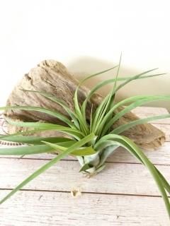 壺型種 - Frontier Plants ONLINE STORE フロンティアプランツ