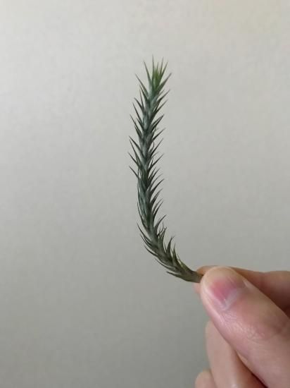 (激レア)チランジア　トリコレピス　クローズドフォーム　タイ便 チランジア・トリコレピス T. tricholepis - Frontier Plants