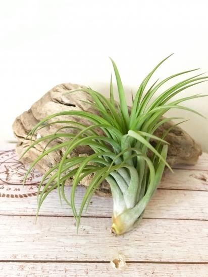 チランジア フレクスオサ ツイスト ジャイアントフォーム Tropiflora