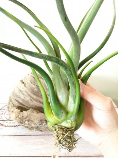 巨大種)　チランジア　ファシクラータ x カプトメデューサ　子株つき チランジア・カプトメデューサ・ジャイアントフォーム