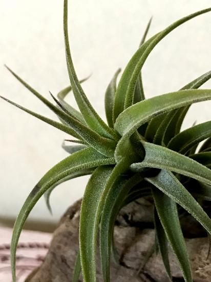 チランジア・ラティフォリア Tillandsia latifolia 育て方 図鑑