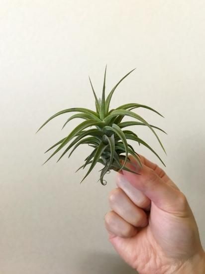 チランジア・ラティフォリア - 植物と暮らす m-plant