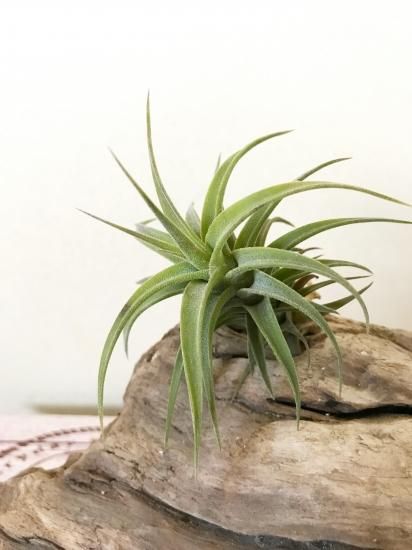 チランジア・ラティフォリア・ドワーフフォーム T. latifolia