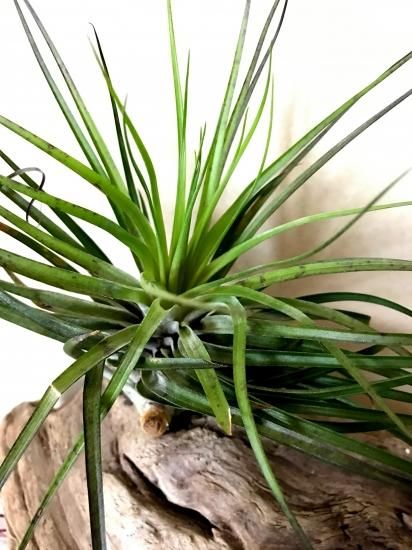 チランジア・ストリクタ・ジャイアントフォーム T. stricta 'Giant