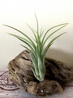 壺型種 - Frontier Plants ONLINE STORE フロンティアプランツ