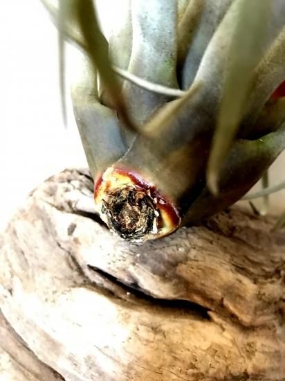 超特大　サカパネンシス 現品】チランジア・サカパネンシス T. zacapanensis【特大サイズ