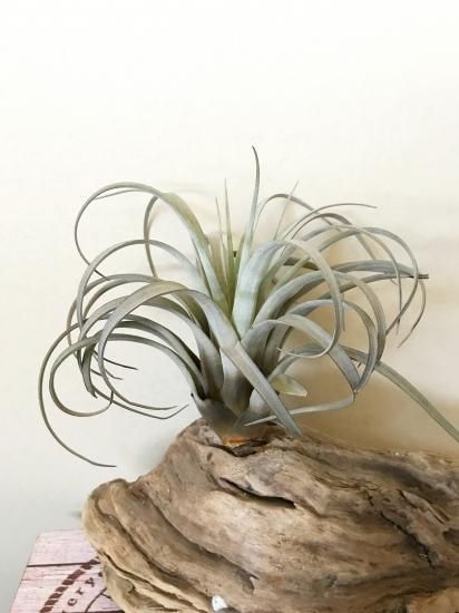 超特大　サカパネンシス 超特大 サカパネンシス