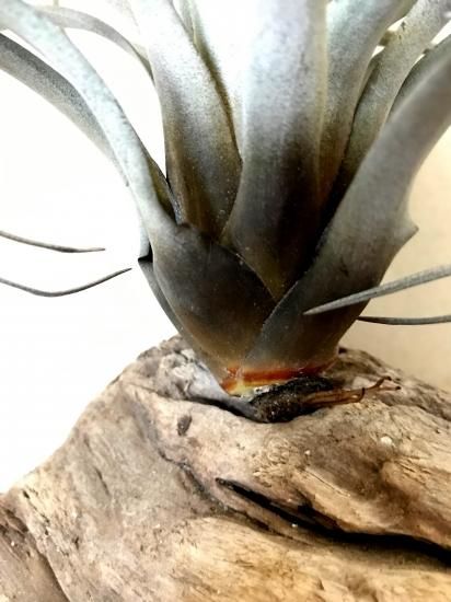 現品】チランジア・サカパネンシス T. zacapanensis【B】 - Frontier