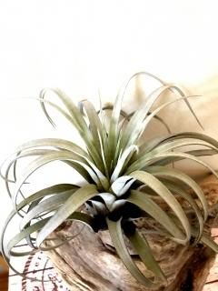 超特大　サカパネンシス maxresdefault.jpg