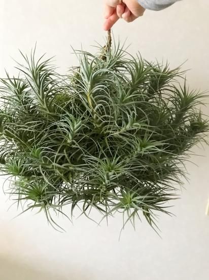 現品 チランジア アエラントス ベルゲリ T Aeranthos T Bergeri 40cm Clump Frontier Plants Online Store フロンティアプランツ オンラインストア 現品 チランジア アエラントス ベルゲリ T Aeranthos T Bergeri 40cm Clump Frontier Plants Online Store フロンティアプランツ オンラインストア