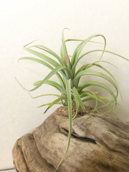 チランジア・コンコロール×ストレプトフィラ T.concolor × T 