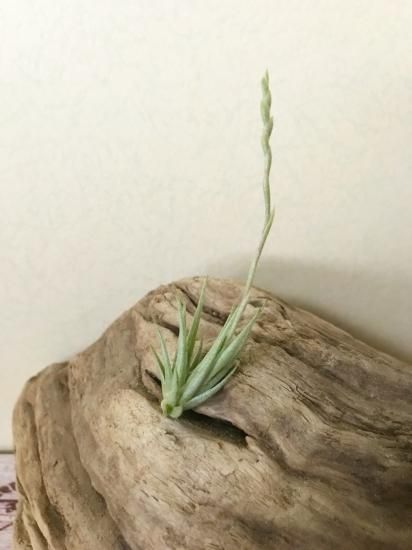 チランジア・ロリアセア T.loliacea - Frontier Plants ONLINE STORE