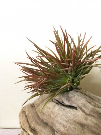 現品】チランジア・イオナンタ・クレステッドフォーム T.ionantha