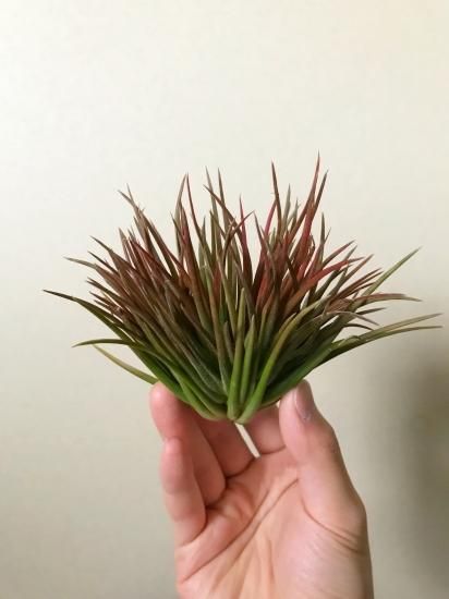 現品】チランジア・イオナンタ・クレステッドフォーム T