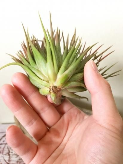現品】チランジア・イオナンタ・クレステッドフォーム T.ionantha