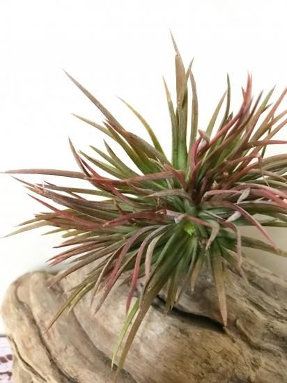 現品】チランジア・イオナンタ・クレステッドフォーム T.ionantha