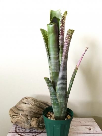 子株付き ビルベルギア ライムストーン （⊿ Billbergia
