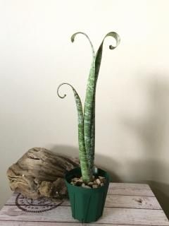 今年の新作から定番まで！ ケスネリア Quesnelia - STORE ONLINE Plants Frontier ブロメリア・エアープランツ