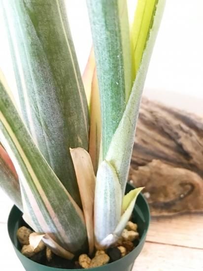 現品 子株有】ビルベルギア・ルイーズ Billbergia Louise【A