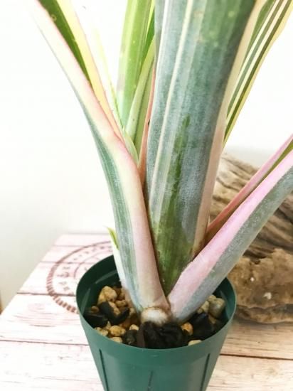 現品 子株有】ビルベルギア・ルイーズ Billbergia Louise【A