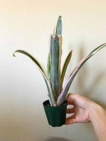 ビルベルギア ハワイライツ 子株付き ビルベルギア ハワイライツ 子株付き - メルカリ