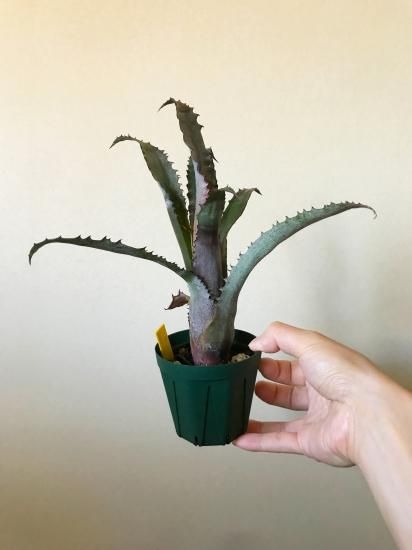 現品】ホヘンベルギア・sp. ブラジル Hohenbergia sp. (Brazil