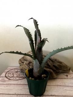 Hohenbergia ホヘンベルギア - Frontier Plants ONLINE STORE Hohenbergia ホヘンベルギア - Frontier Plants ONLINE STORE