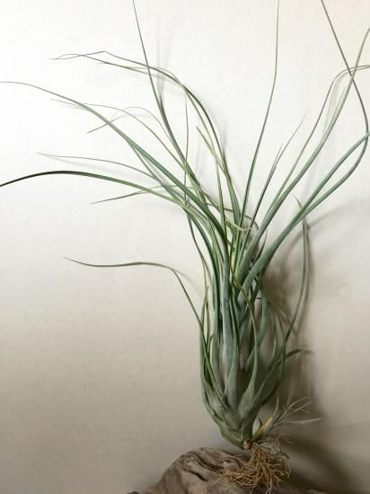 チランジア ブルボーサ ロドリゲジアナ T Bulbosa X Rodrigueziana Frontier Plants Online Store フロンティアプランツ オンラインストア チランジア ブルボーサ ロドリゲジアナ T Bulbosa X Rodrigueziana Frontier Plants Online Store フロンティアプランツ オンラインストア