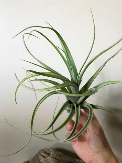 チランジア・イオナンタ×コンコロール Tillandsia ionantha x T