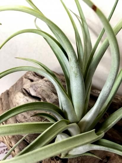 チランジア・イオナンタ×コンコロール Tillandsia ionantha x T