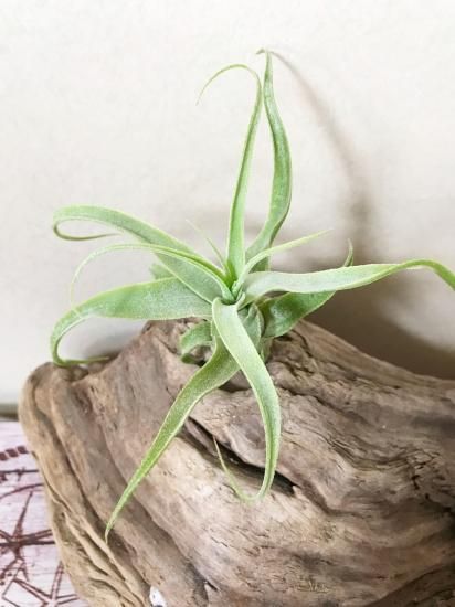 チランジア・ディグエティー T. diguetii - Frontier Plants ONLINE