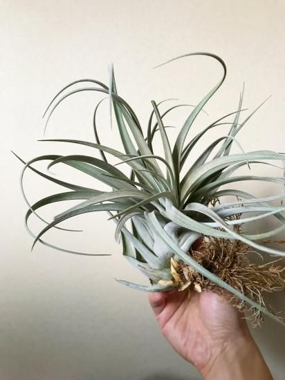 チランジア・ファシクラータ・ホンジュレンシス T. fasciculata チランジア・ファシクラータ・ホンジュレンシス T. fasciculata