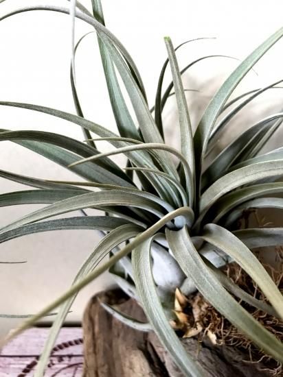 チランジア・ファシクラータ・ホンジュレンシス T. fasciculata チランジア・ファシクラータ・ホンジュレンシス T. fasciculata