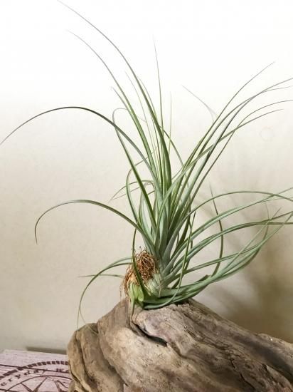 チランジア ジュンセア エクセルタ T Juncea X Exserta Frontier Plants Online Store フロンティア プランツ オンラインストア チランジア ジュンセア エクセルタ T Juncea X Exserta Frontier Plants Online Store フロンティア プランツ オンラインストア