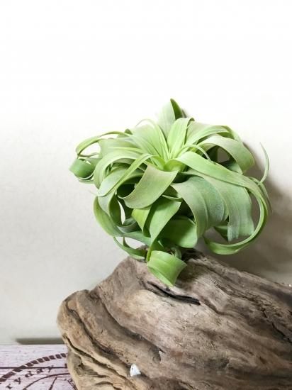 チランジア・ストレプトフィラ×キセログラフィカ Tillandsia