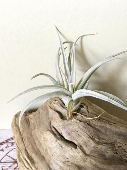 チランジア チアペンシス Tillandsia chiapensisのショッピング