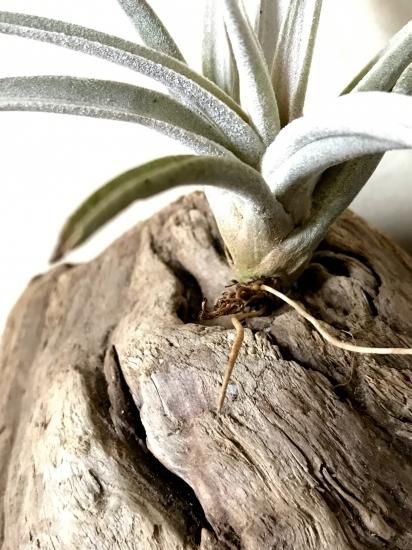 現品】チランジア・チアペンシス（ジャイアントクローン）T