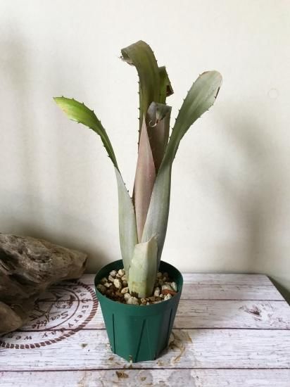 チャーム（ペット） （観葉植物）エクメア ファスキアータ 5号