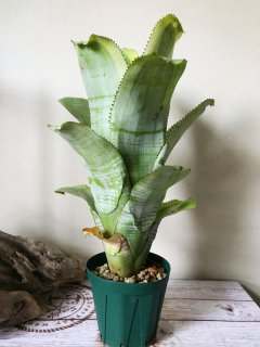 Aechmea エクメア - Frontier Plants ONLINE STORE フロンティア