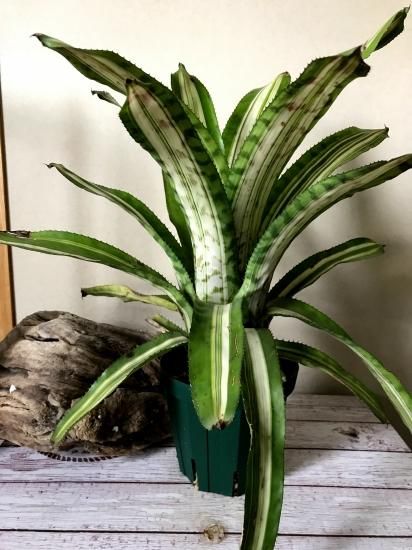 現品】エクメア・フォステリアナ ・ヴァリエガータ Aechmea