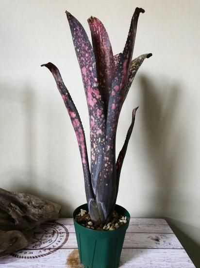 Billbergia 'Black Cherry'〔ビルベルギア〕B0253 Billbergia ´Black Cherry´〔ビルベルギア〕B0253