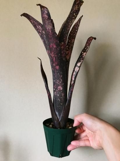 Billbergia 'Black Cherry'〔ビルベルギア〕B0253 Bill.Black Cherry【artPLANTs/PLANTS GARAGE】ビルベルギア